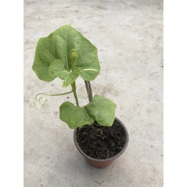 Chayote Plant With Pot Live Plant Ready To Plant