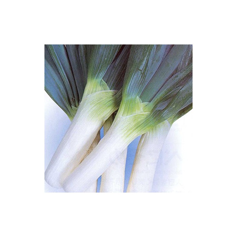 Onion Seeds - Bunching - Shimonita Negi - 1 Oz