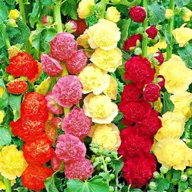 Flowers 100 HOLLYHOCK AUTUMN MIX SEEDS HUMMINGBIRDS GARDEN PLANTING HUGE FLOWERS BEES US