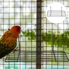 Mipcase Pack of 2 Bird Cage Hanging Shelf Made of