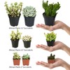 Altman Plants Assorted Live Succulents Desk Buddy Collection Easy Care