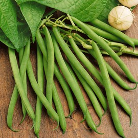 TomorrowSeeds - Provider Green Bean Seeds - 90+ Count - for 2025 Planting Non-GMO Heirloom Mosaic Virus Resistant Stringless Tender String Beans USA Garden Vegetable Grow Your Own Home Farm Patio