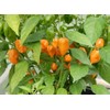 30 Semillas Chile Habanero Orange Naranja Nuevas Fertiles