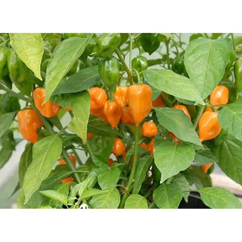 30 Semillas Chile Habanero Orange Naranja Nuevas Fertiles