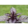KIRA SEEDS - Seeds Opal Purple Basil - Heirloom Herbs