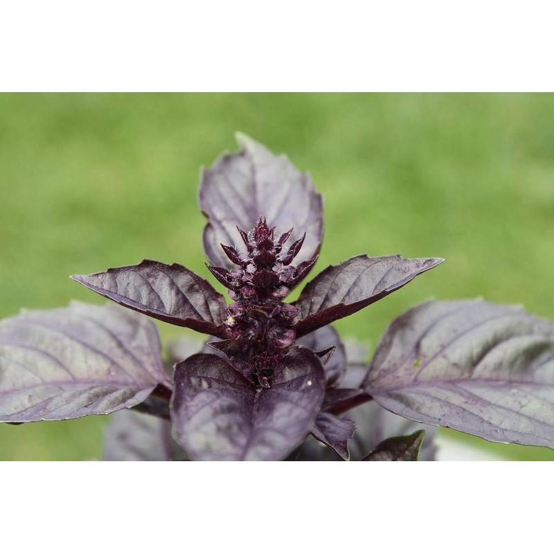 KIRA SEEDS - Seeds Opal Purple Basil - Heirloom Herbs
