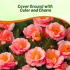 Outsidepride Sundial Peach Portulaca Moss Rose Seeds - 250 Pcs