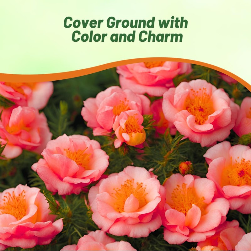 Outsidepride Sundial Peach Portulaca Moss Rose Seeds - 250 Pcs
