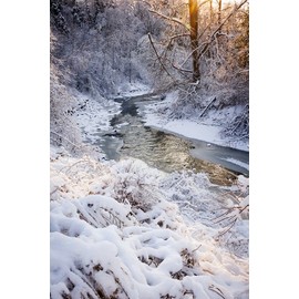  Sparkling Woods Premium Fragrance Oil, 4 Oz. Bottle