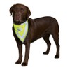 Trixie Safer Life Neckerchief for Dog, 42 cm
