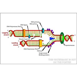 History Galore 24"x36" Gallery Poster, DNA replication genetics genes analysis