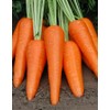 KIRA SEEDS - Seeds Carrot Red Giant - Heirloom Vegetable