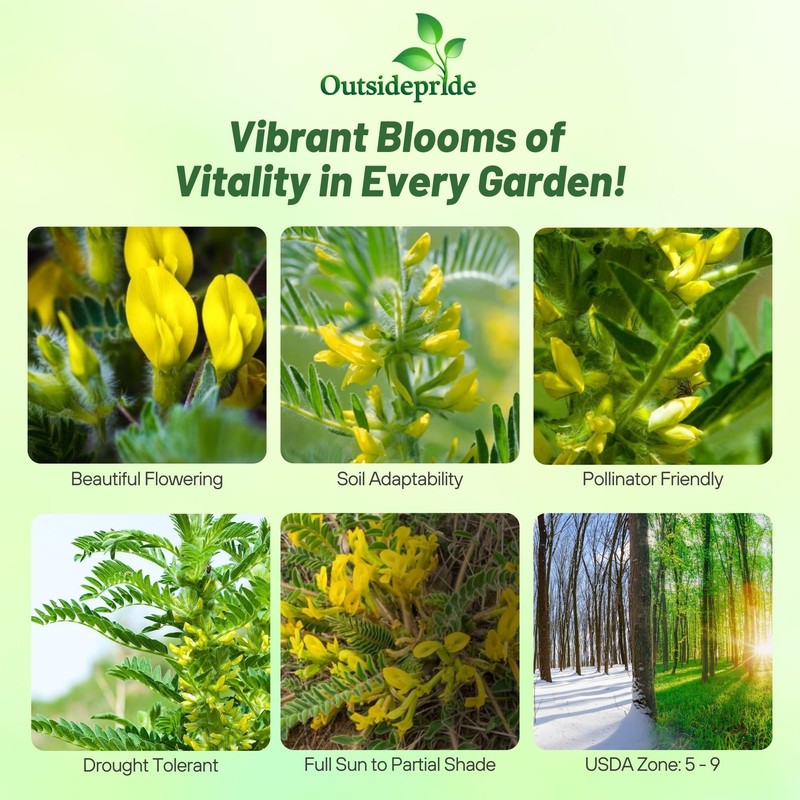 Outsidepride Milk Vetch Astragalus Seeds - 100 Pcs Perennial, Hardy