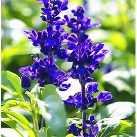 100+ Blue Bedder Sage Salvia farinacea Seeds Annual Flower Garden