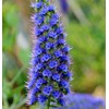 Fresh 1000 BLUE PRIDE of MADEIRA Seeds (Echium candicans) Bulk