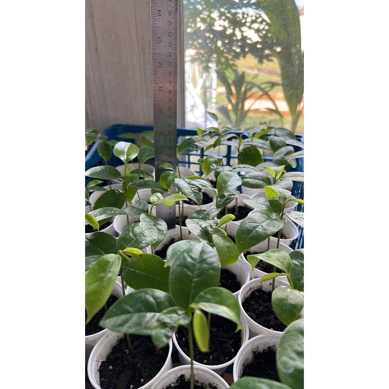 9waters Annona Muricata Graviola Soursop Guanabana Potted Starter Tropical Tree