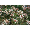 Abelia Chinensis Rose Creek - 10 Live Plants - Flowering