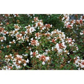 Abelia Chinensis Rose Creek - 10 Live Plants - Flowering Deer Resistant Butterfly Attracting Shrub