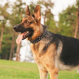 Rhinestone Dog Collar, Bling Diamond Pet Collars with Leash Adjustable, Dazzling Sparkly Crystal Studded Microfiber Leather Spiked Puppy Collar Cute for Small and Medium Large Girl Dogs Cats