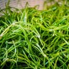 국내산 세발나물 500g Domestic Three-leaf Herb 500g