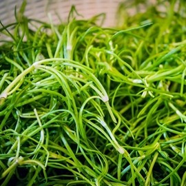 국내산 세발나물 500g Domestic Three-leaf Herb 500g