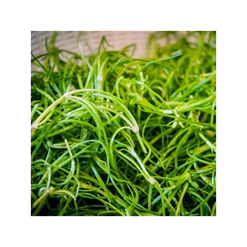 국내산 세발나물 500g Domestic Three-leaf Herb 500g