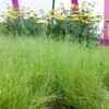 Outsidepride Short Native Grass Seed Mix of Blue Grama, Buffalo,