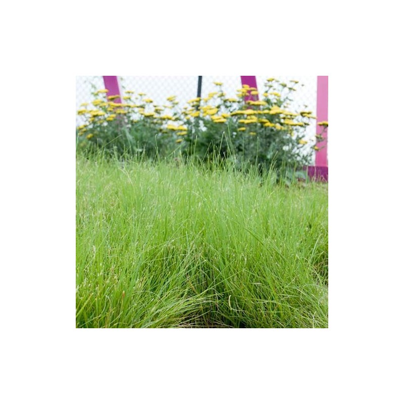 Outsidepride Short Native Grass Seed Mix of Blue Grama, Buffalo,