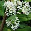 100+ ORGANIC Seeds of Ramsons Broad-Leaved Wild Garlic -- NON-GMO