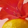 O'sulloc [오설록]스윗 히비스커스 20입 (원산지:상세설명참조) [Osulloc] Sweet Hibiscus 20 Bags