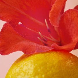 O'sulloc [오설록]스윗 히비스커스 20입 (원산지:상세설명참조) [Osulloc] Sweet Hibiscus 20 Bags (Origin: Refer to Detailed Description)