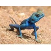 Blue Agama Sinaita Lizard Photo Reptile Photos 8x10