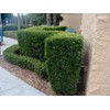 Podocarpus Macrophyllus Japanese Yew - 10 Live Plants 2" Pots