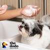 The Dodo Tearless Deodorizing Shampoo for Dogs, Summer Citrus with
