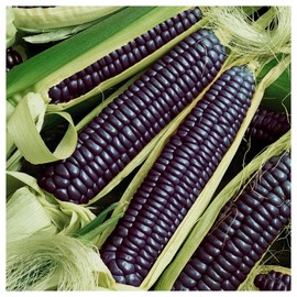 Everwilde Farms - 1 Oz Organic Hopi Blue Improved Ornamental Corn Seeds - Gold Vault Packet