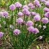 Chives Microgreens Seeds: 1 Lb - Bulk, Non-GMO, Vegetable Garden