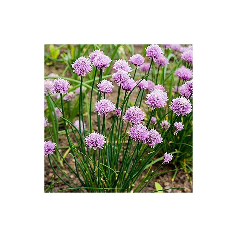 Chives Microgreens Seeds: 1 Lb - Bulk, Non-GMO, Vegetable Garden