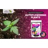 Organic Autoflower Potting Soil Mix – Ready-to-Use Living Soil, No