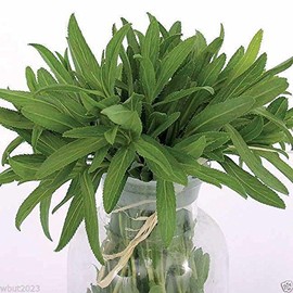Tarragon Plant Seeds- Also known Dragon Herb Both Medicinal And Culinary Herb(200 Seeds)