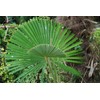 Rare Plant Tree Seeds 30+ Windmill Palm Seeds (Trachycarpus fortunei)