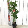 Cherry Blossom Seedling, 5.3 inches (13.5 cm) Pot, Seedling, Cherry
