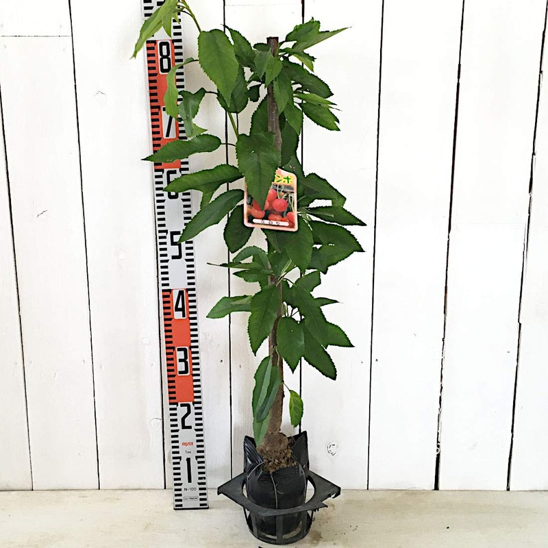 Cherry Blossom Seedling, 5.3 inches (13.5 cm) Pot, Seedling, Cherry