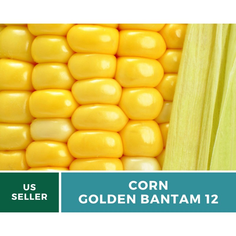 Southern Seeds Corn, Golden Bantam (12 Row) seeds - Heirloom