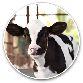 Vinyl Stickers (Set of 2) 30cm - Baby Calf Cow Farm Animal 12925
