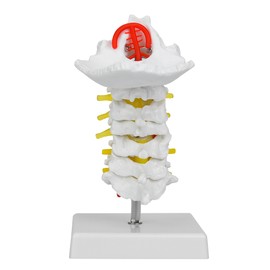 1:1 Human Cervical Vertebra Arteria Spine Spinal Nerves Anatomical Model Anatomy for Science Laboratory