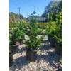 Fernspray Hinoki Cypress - Live Plant - 3 Gallon Pot