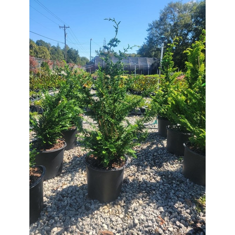 Fernspray Hinoki Cypress - Live Plant - 3 Gallon Pot