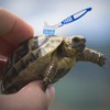 2Pcs Turtle Cleaning Brush Mini Double-Sided Cleaning Brush Tortoise Accessories