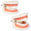 Diyiming 2Pcs Standard Teeth Model Dental Care Model, Child Brushing