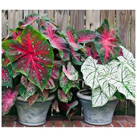 Exotica Tropicals Professional Nursery Grade Caladium Fertilizer 4 LB Six Month Slow Release Angel Wing Plant Food